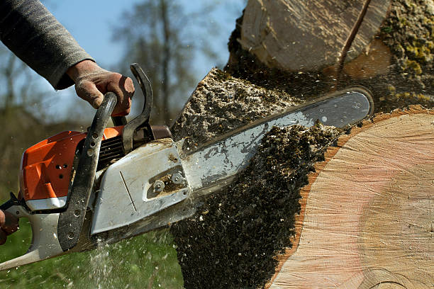 The Steps Involved in Our Tree Care Process in Scottdale, PA